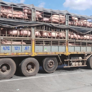 BIENESTAR ANIMAL PARA TRANSPORTISTAS