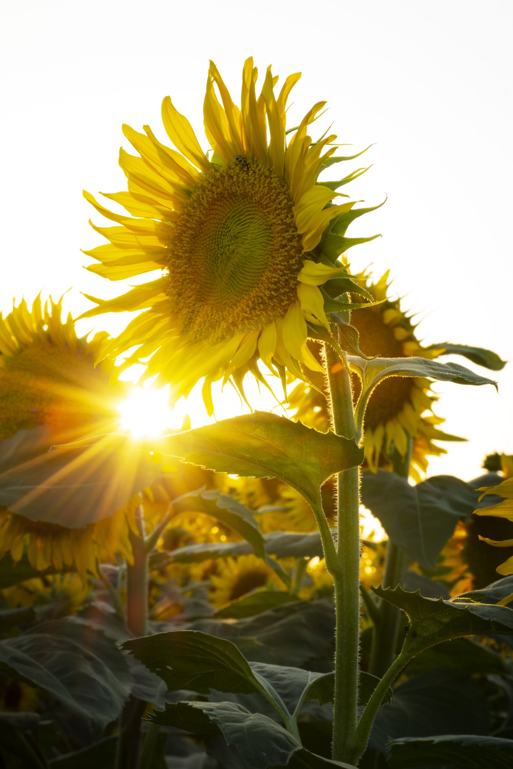 CURSO DE GIRASOL MEDIOAMBIENTAL