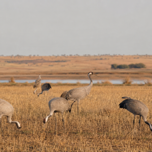 CURSO DE PROTECCIÓN DE LA AVIFAUNA