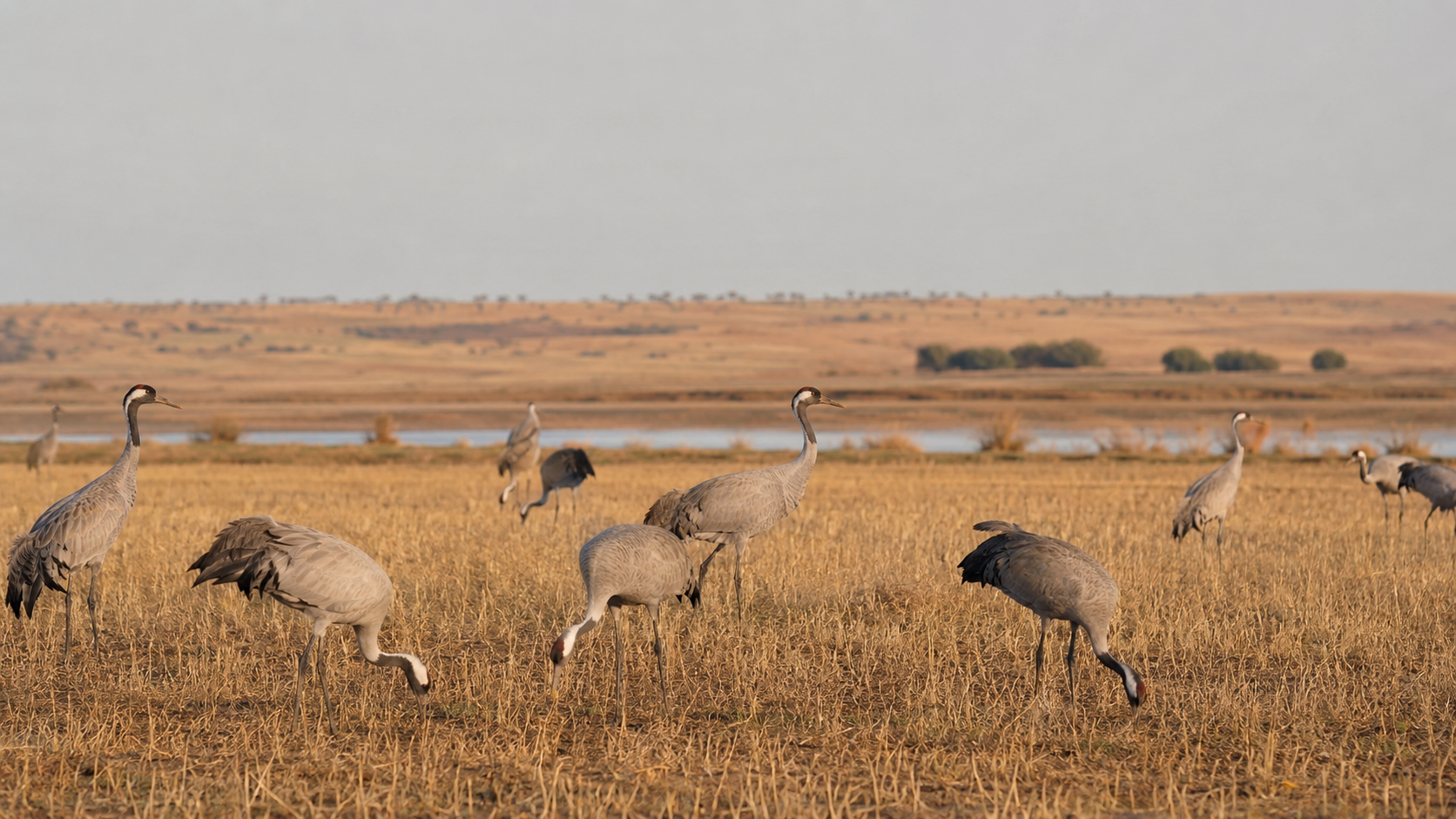 CURSO DE PROTECCIÓN DE LA AVIFAUNA